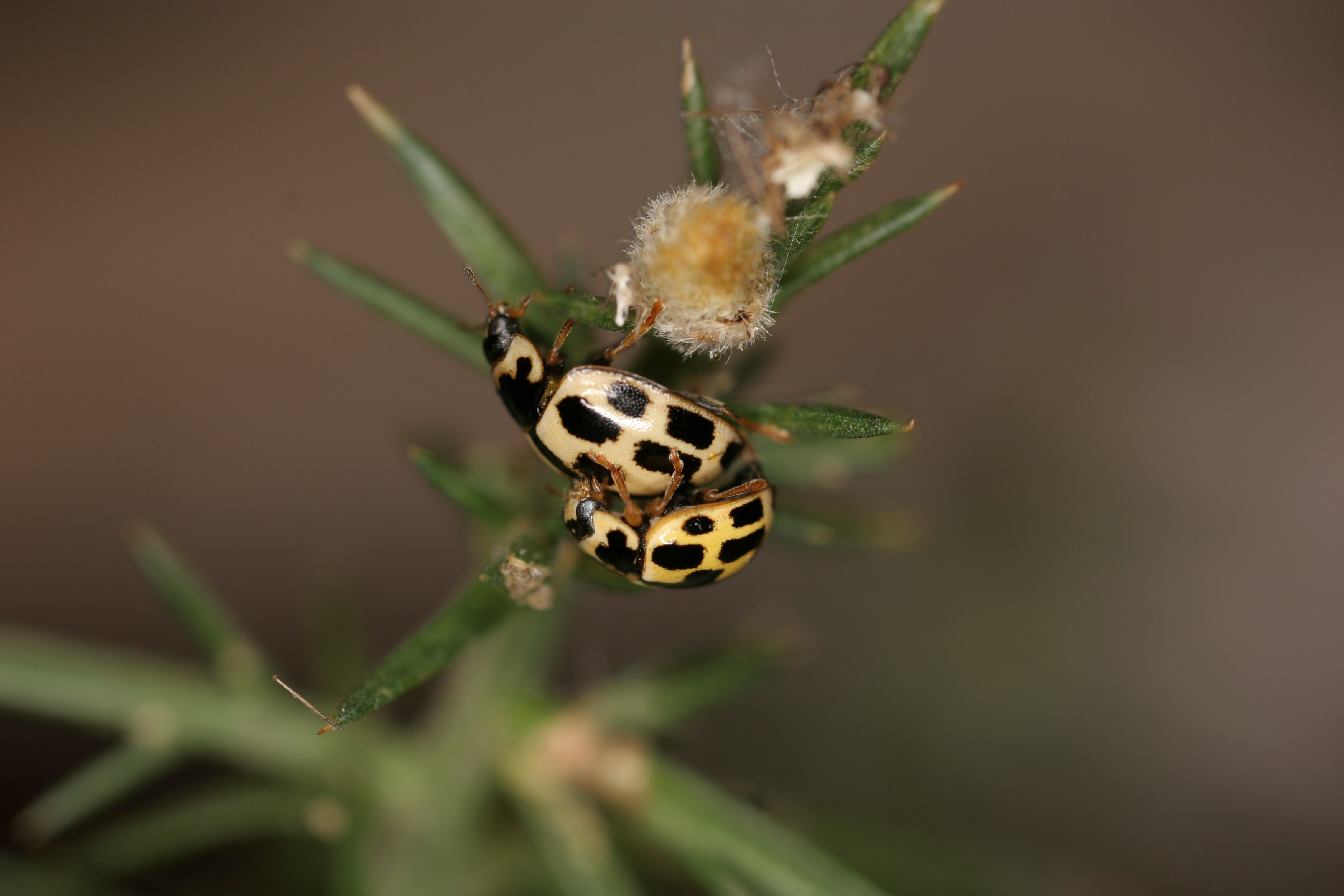 spotted-new-atlas-reveals-trends-in-british-ladybird-species-centre