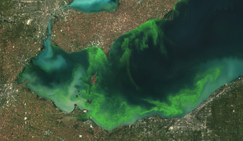 Satellite image of algal bloom in the Western Lake Erie Basin 2011