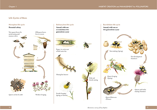 Book Habitat Creation And Management For Pollinators Centre For