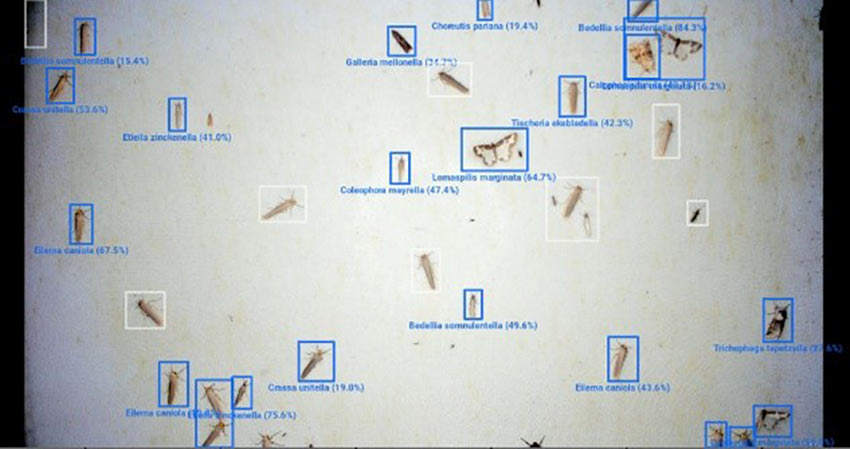 Screengrab of different moths and their names - Classifying software under development