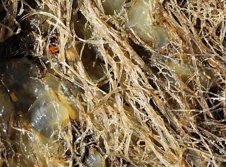 Spaghetti bryozoan. Photo: Smithsonian Environmental Research Center, CC0