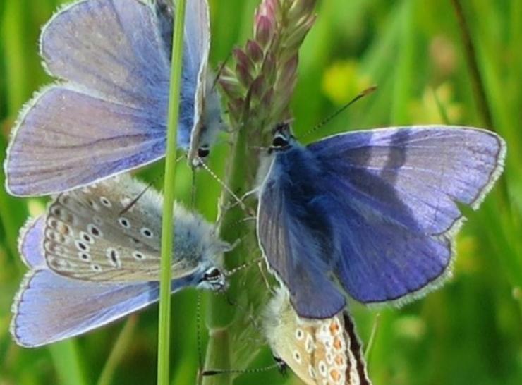 Four blue butterflies on a stem of grass