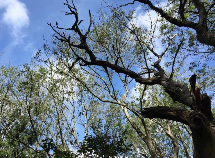 Trees affected by ash dieback.