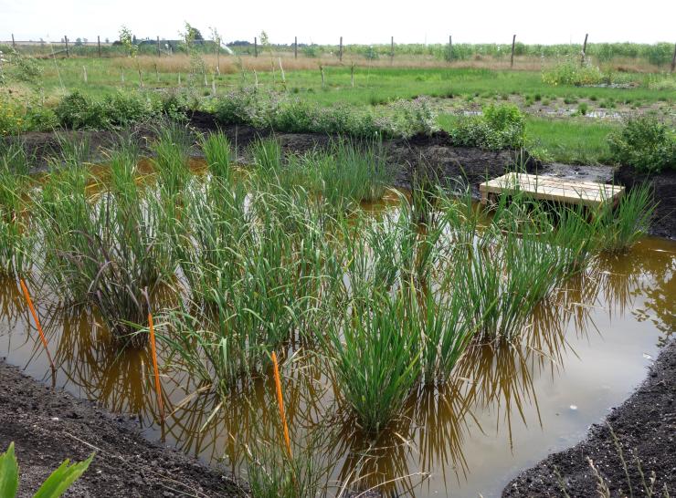 Plants growing in a field