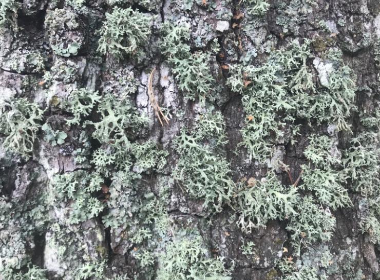 Lichen on an oak tree