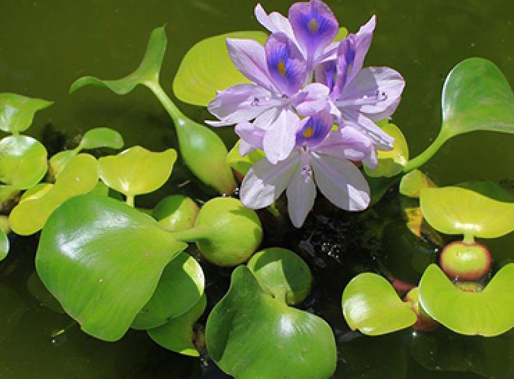 Floating aquatic vegetation in flower
