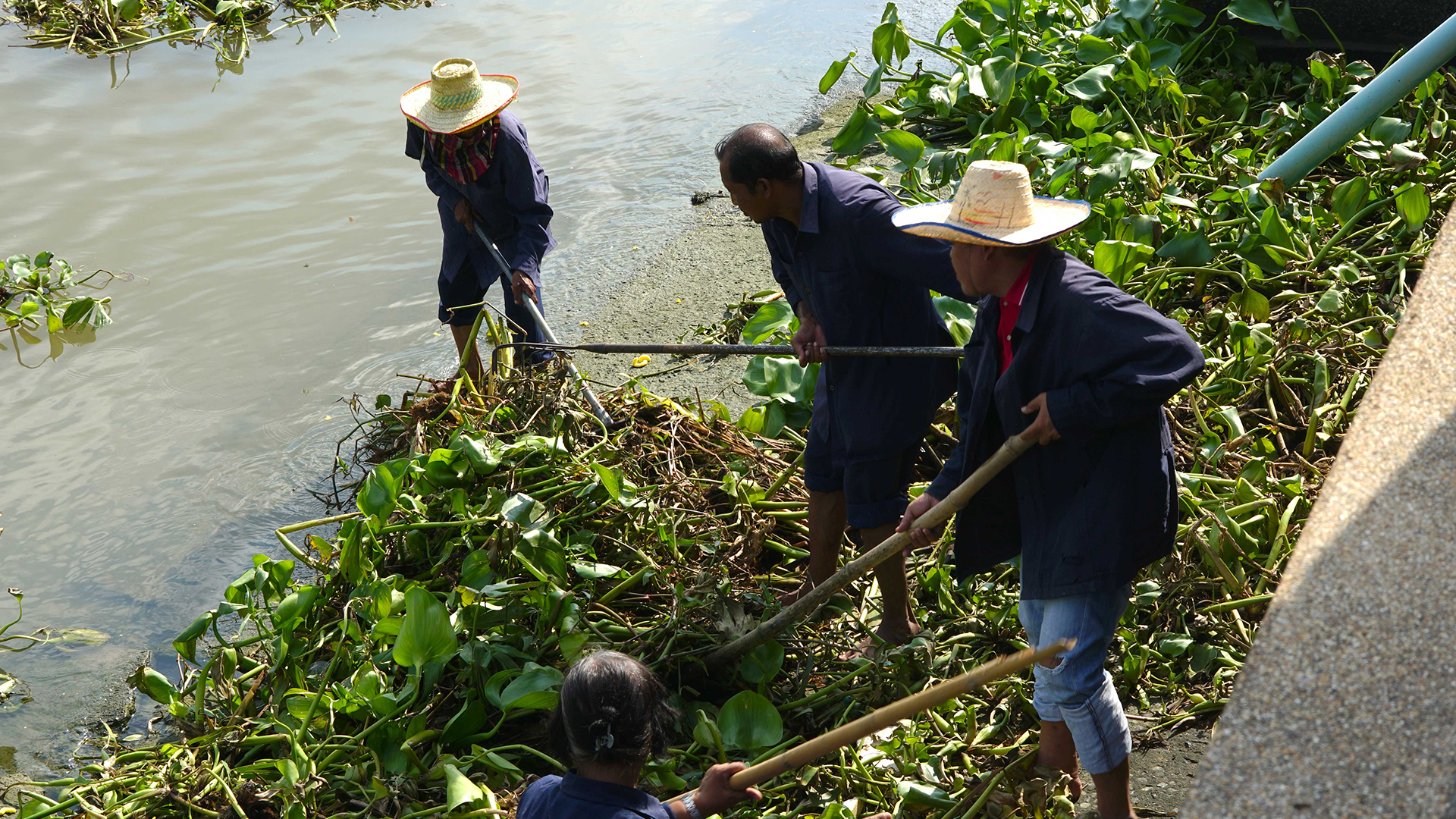 Removal of invasive water hyacinth from the Pa Sak river, Thailand