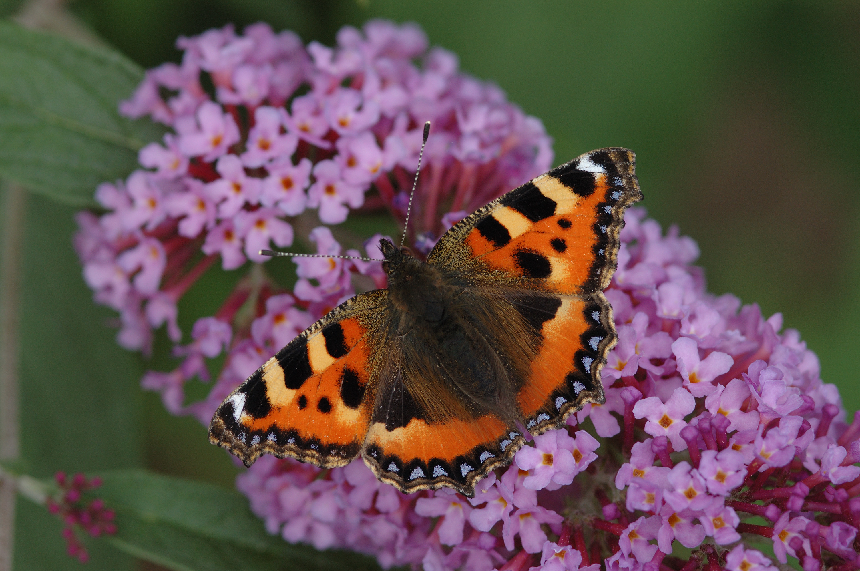 uk-butterfly-numbers-fall-to-new-low-centre-for-ecology-hydrology