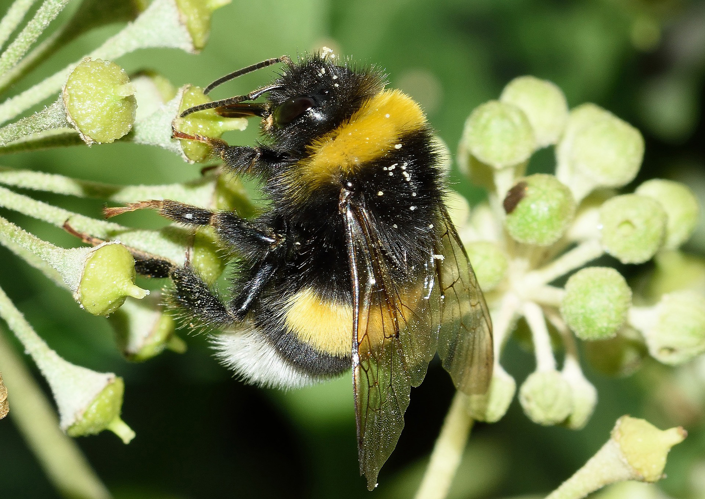 New study: neonicotinoid insecticides linked to wild bee decline across ...