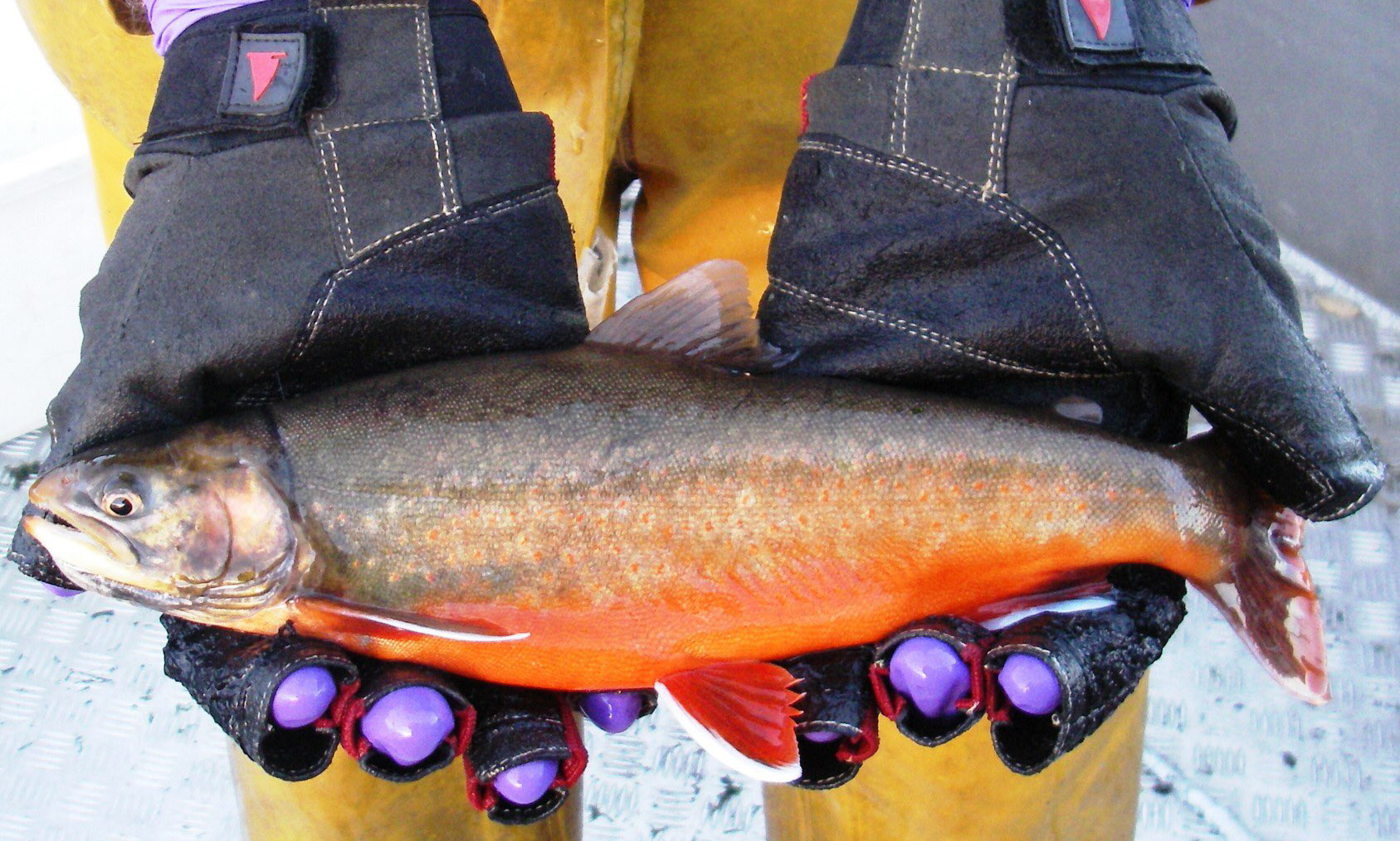 First kayak ever! Lifetime Tamarack Angler 100! : r/kayakfishing