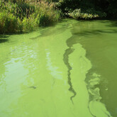 Paint-like cyanobacteria from Loch Leven in August 2007