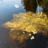 Filamentous algae in Bush pond, August 2016.