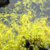 Filamentous algae in Loch Leven, August 2016.