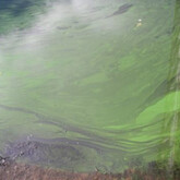 Paint-like cyanobacteria from Balloch (woronichinia)