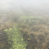 Wisps or foam of cyanobacteria