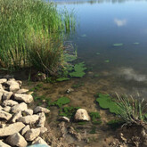 Lumpy cyanobacteria