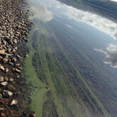 Wisps or foam of cyanobacteria