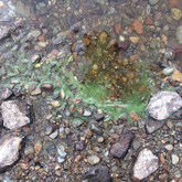 Wisps or foam of cyanobacteria