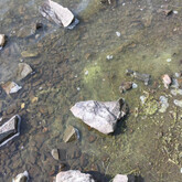 Wisps or foam of cyanobacteria