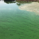 Paint-like cyanobacteria