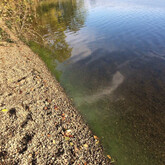 Cloudy cyanobacteria