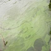 Paint-like cyanobacteria