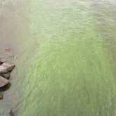 Paint-like cyanobacteria