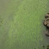 Paint-like cyanobacteria