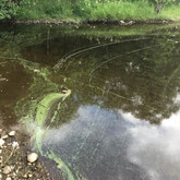 Wisps or foam of cyanobacteria