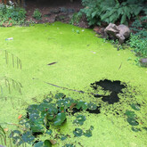 Duckweed