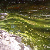 Green filamentous algae