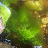 Green filamentous algae