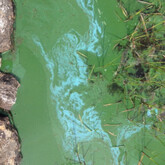 Paint-like cyanobacteria from Loch Nan in July 2015