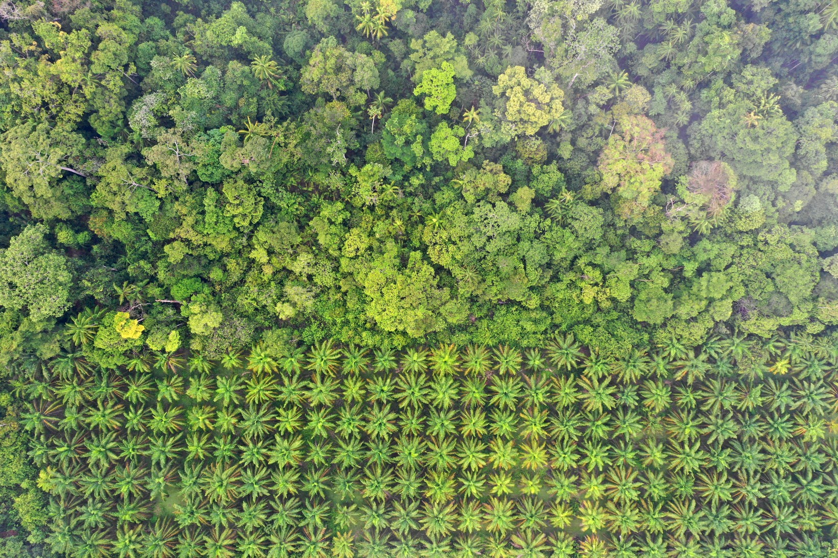 A n aerial image of a palm oil plantation below a tropical rainforest