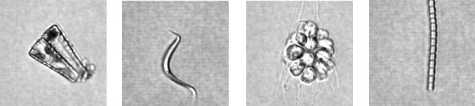 Images of the types of algae taken by the UKCEH flow cytometer