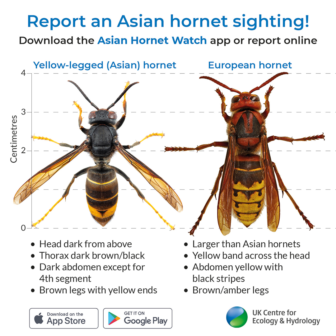 Side by side photo of Yellow-legged hornet (left) and European hornet (right) with annotations pointing out differences