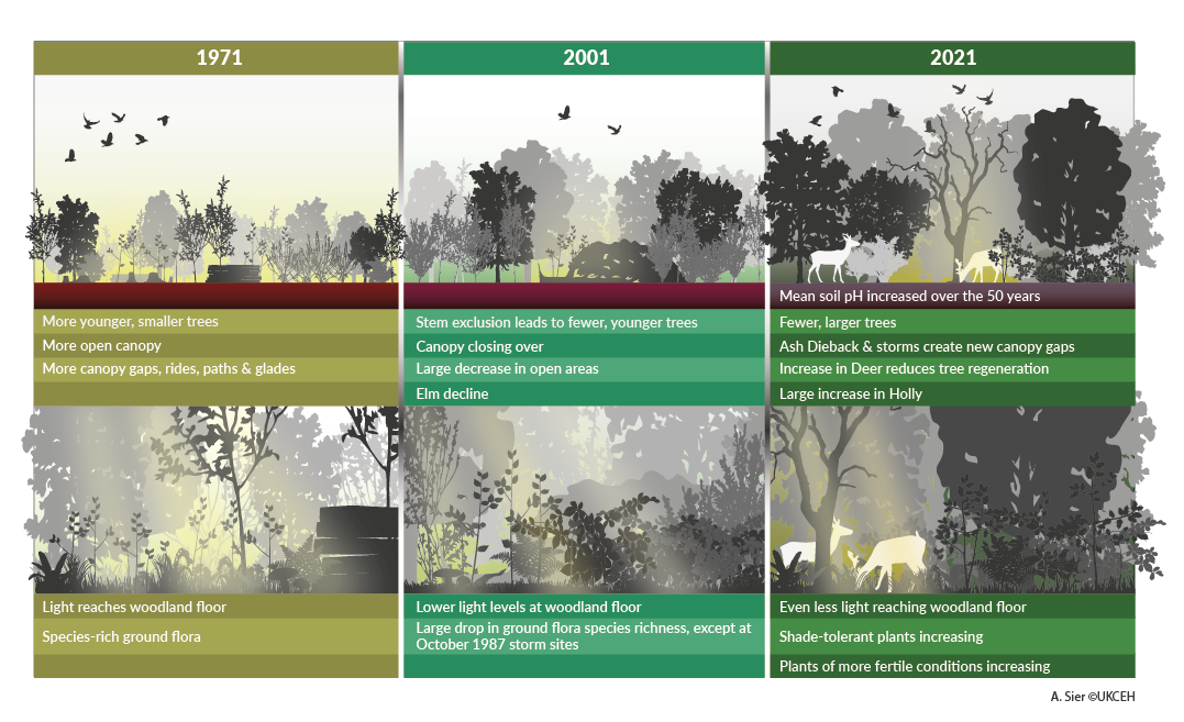 Broadleaf woodlands change