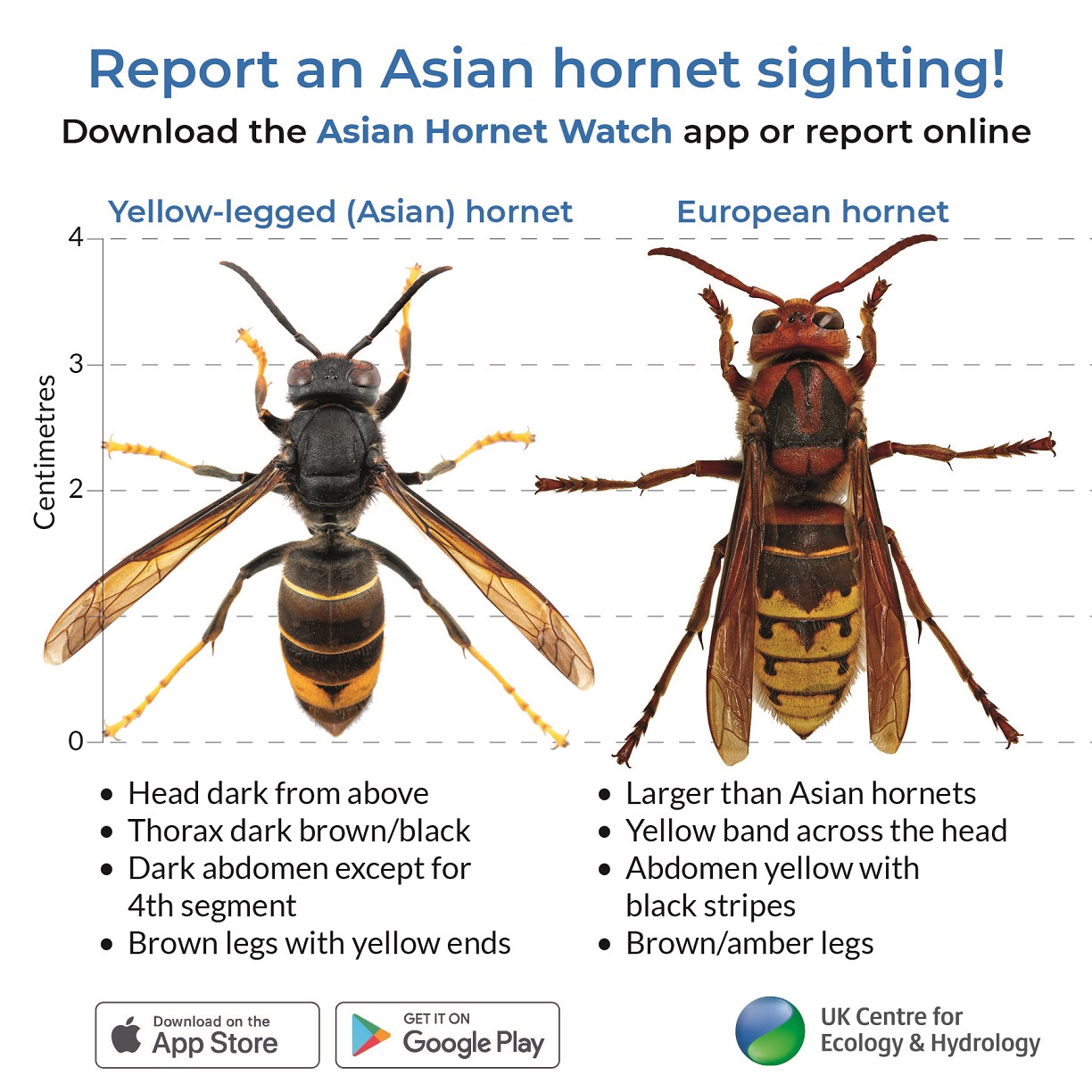 Asian and European hornets compared