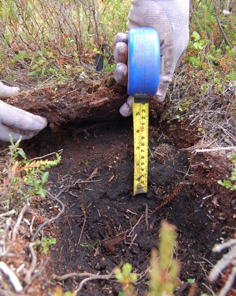 Soil meaurements being taken with a tape measure