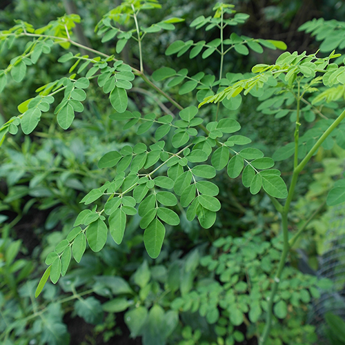 Leaves of Moringa oleifera