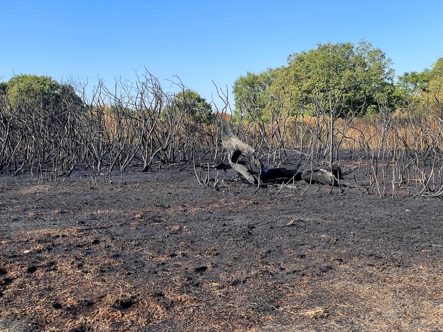 Aftermath of fire at Epping Forest Photo Tim Parker