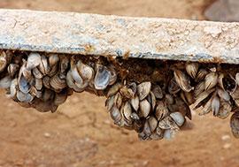 Quagga mussels Photo: JN Stuart CC BY-NC-ND 2.0