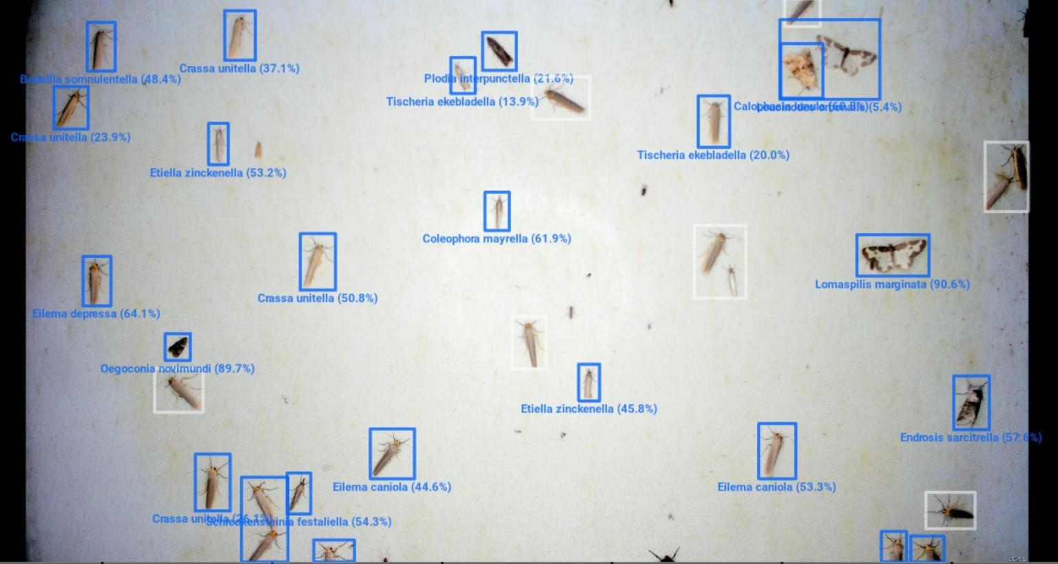 Screen showing many different moths and suggested identification