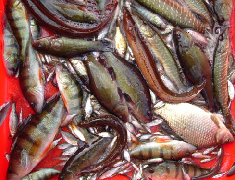 Fish in a red crate