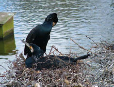 Cormorants on a nest