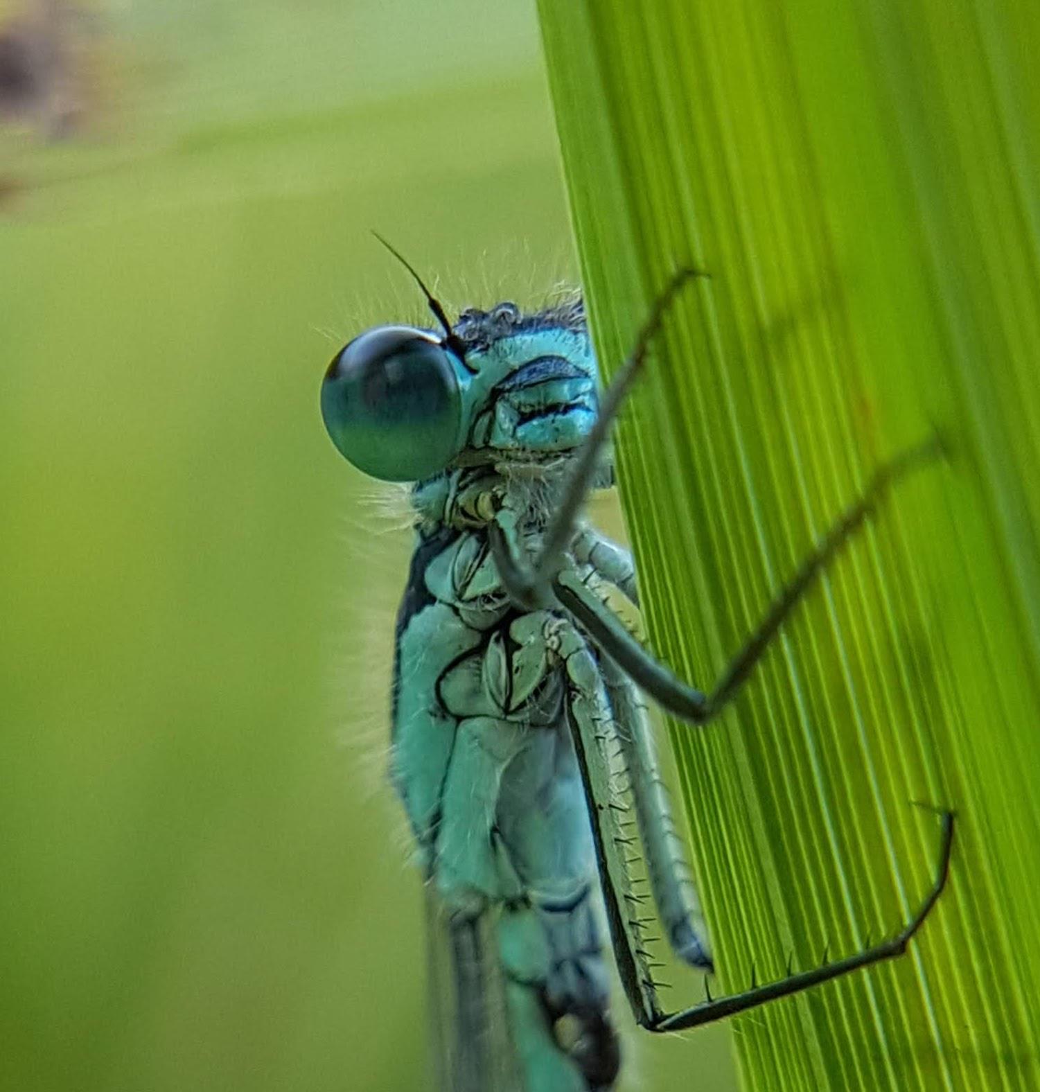 A damselfly. Photo: Steve Thackeray