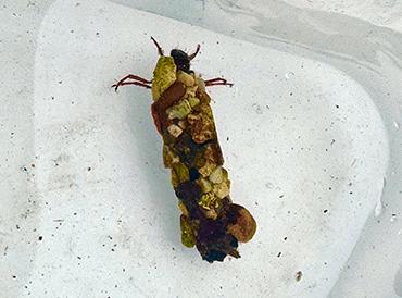 Caddis fly larva encased in pebbles