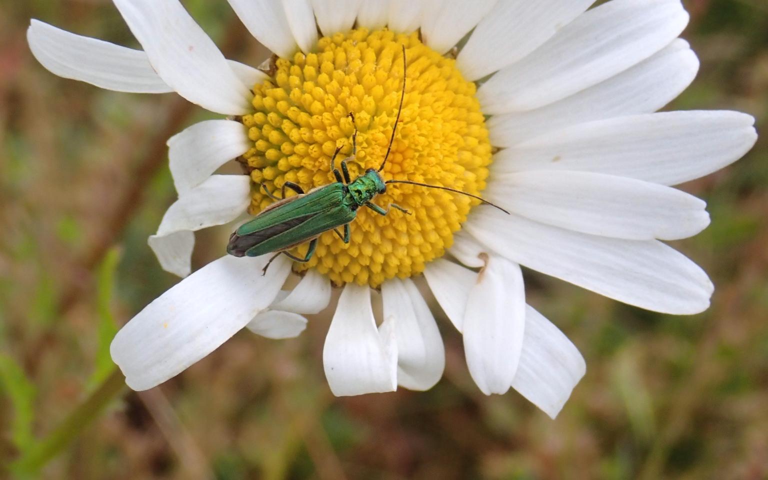 Flower Beetle