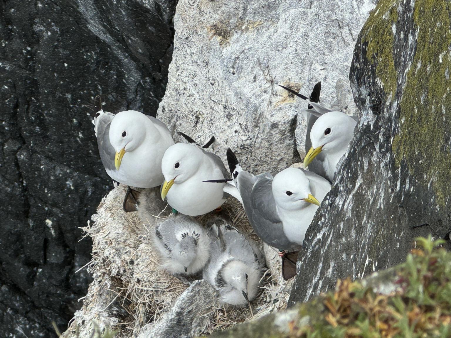 Birds on a cliff with chicks