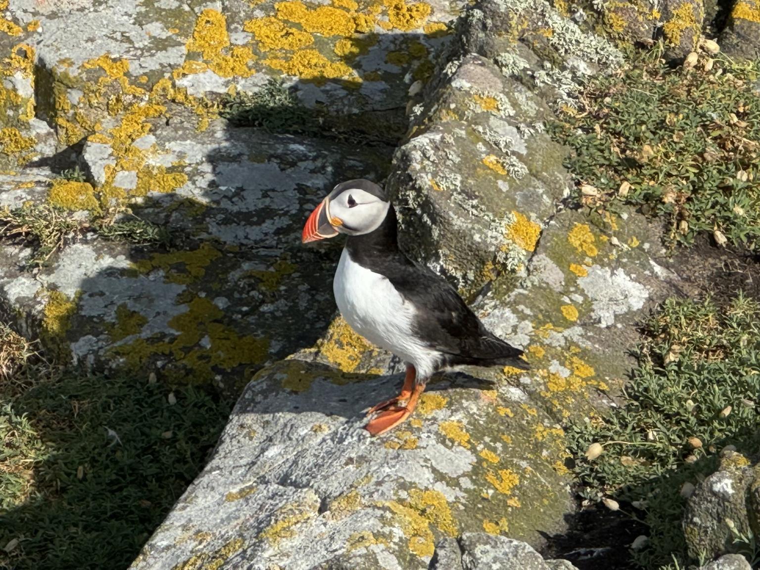 Single puffin on a rock